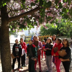 crianças observando árvore