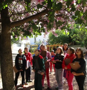 crianças observando árvore